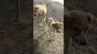 🥹 Mother and son ❤️🌹🥰 #shorts #dog #shortvideo