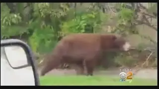 Bear Spotted Roaming Rancho Cucamonga Neighborhood Tranquilized, Taken Back To Wild