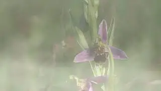 Die Bienen-Ragwurz