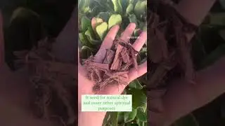 What is Mimosa Hostilis Root Bark used for?