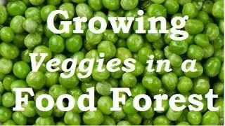 Food Forest Veggies. Growing Vegetables in a Permaculture Garden