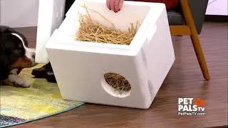 Helping colony cats survive the cold