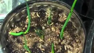 Save money on food replant and reuse your groceries