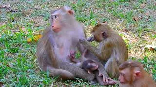 Monkey & Primates, Wildlife, Animal