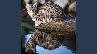 Reflective Waters Calm Purring
