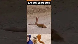 cobra vs mongoose 😱 #cobravsmongoose #wildlife #mongoose #wildlifefight  #cobra #snakeandmongoose