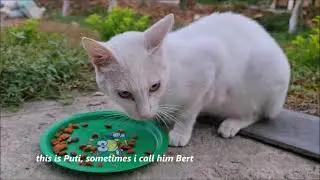 We Thought He Was Gone | Stray Cat Puti Survives The Massive Flood