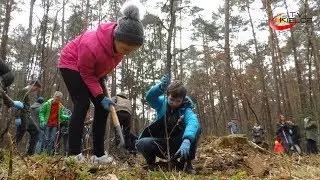 Dęby i platany - nowe drzewa na miejskich terenach zielonych - ITV Kielce