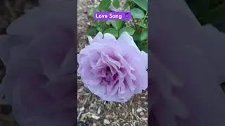 Love Song Rose #roses #garden #rosevarieties #rosa #jardin #flowers #rosegarden #inrosesgarden