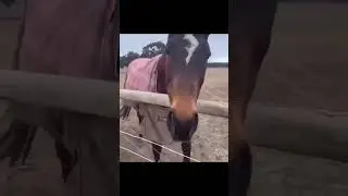 East duo by Horse