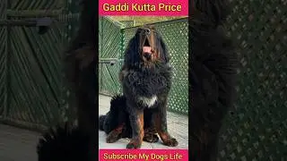 Gaddi Kutta Price #shorts #gaddikutta