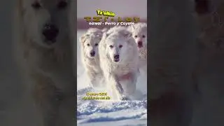 #TZ'I' #ley #12 #enero #2026 #d&iacute;a #maya #sagrado #significado #tzolkqin #calendario #perro #coyote #