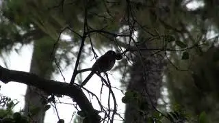 Spotted towhee call