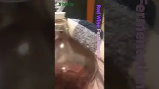 Fermenting Red Wine 5 hours in #redwine #vinter #wine #homebrew #homemade