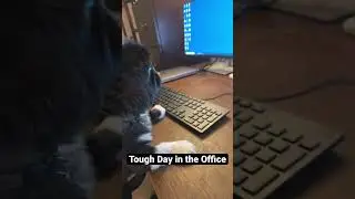 Zeus is having a tough day at the office. Look how we resolve it. 🐾🦴 #youtubeshorts #pekingese