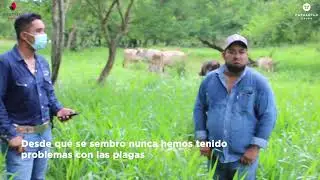 Mestizo blend de Semillas Papalotla a 3 a&ntilde;os de su siembra y utilizaci&oacute;n en Veracruz, Mexico.