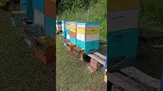 Roi întors acasă 😅