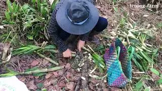 Harvesting bamboo shoots, processing bamboo shoots and feeding them to chickens ep 1 | truong farm