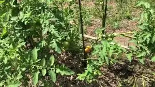 Arkansas Traveler Heirloom Tomato Needs Careful Staking