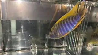 F1 Aulonocara Jacobfreibergi Undu Reef