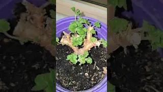 Лью в герань после обрезки куста и растет пышный куст #plants #цветы