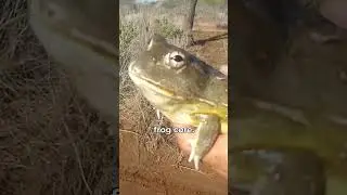 frog core.🐸🐸 #frog #frogcore #shorts #animalshorts #funnyanimals