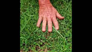 Clover in lawn - why is it there and how to control it
