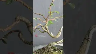Bonsai Tree Branch Formation
