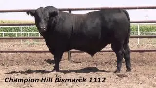Champion Hill Bismarck 1112