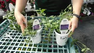 Caring for Trailing Plants: Torenea and Verbena