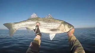 Spring Striped Bass fishing solo in the yak