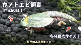 【カブトエビ飼育】孵化60日でアメリカカブトエビは、こうなります。
