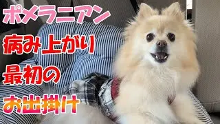 【ポメラニアンとお出掛け】病み上がり最初のお出掛け。