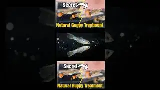 Guppy Fish fin Rot treatment ||How to Treat Sick Fish (Step-by-Step Guide)