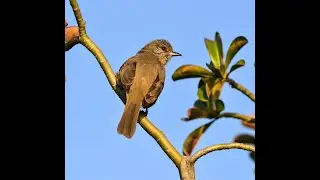 Myanmar Wildlife, 2019