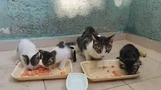 ❤️&zwj;🔥🥹🙏 #sweetestkittens #cat #babykids #kitten #cute #animals #chat #funny #pets #cutecat 