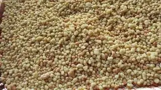 Fregola o Fregula Sarda fatta in casa.
