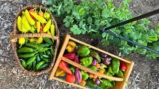Taking Food from Garden to Pantry