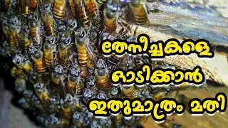 തേനീച്ചകളെ നശിപ്പിക്കാതെ തുരത്തി ഓടിക്കാം | Bees can be removed without destroying them |bee hive