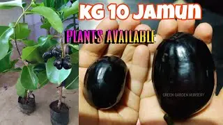 Thai kg 10 jamun