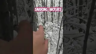 Trapping Wolves:How to set a free hanging snare #trapping  #trapping wolves