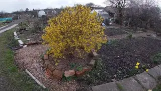 Forsythia x intermedia. Learn the basics in one minute! (U.K)