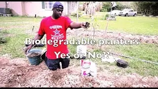 Biodegradable Planters And Why I Don't Plant Them In The Ground!
