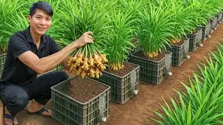 Old Plastic Containers &rarr; Big Ginger Harvest! Grow High-Yield Ginger Easily