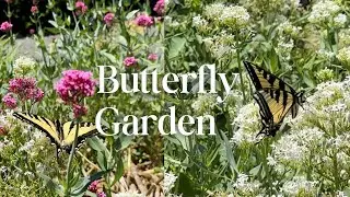 Butterfly Garden at Scharffenberger Cellars in Anderson Valley