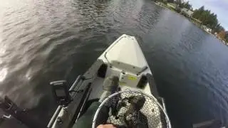 Lake Goodwin Rainbow Trout 10/23/2016