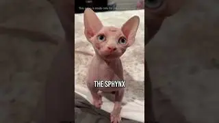 Самые дорогие кошки на Земле😍