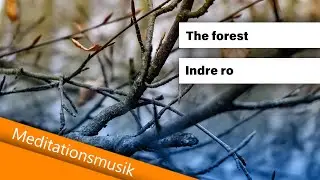 Meditationsmusik til Indre Ro | The Forest &ndash; En Skovrejse med Per Mygind