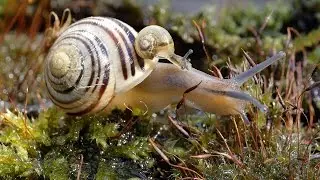 Grove snail / brown lipped snail with juvenile riding on its back