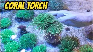 CORAL TORCH - Dicas para Comprar e Manter um dos corais mais lindos para Aquário Marinho.